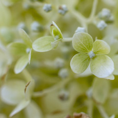 Grüne Ballhortensie