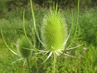 wilde karde