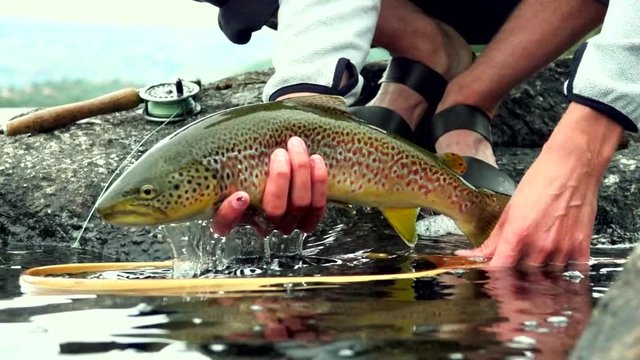 Close up of a lake brown trout in Norway in slow motion