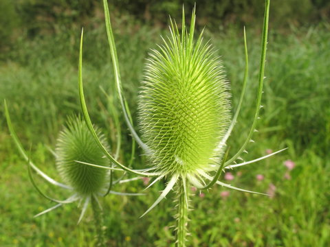 wilde karde