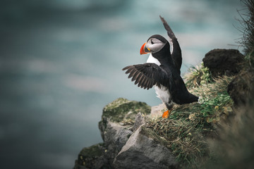 Fly little puffin