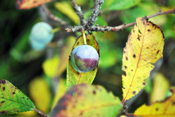 Blackthorn branches with ripe berry and colorful leaves, soft blurry background, close up detail