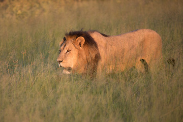 Mighty Lion watching the lionesses who are ready for the hunt in Masai Mara, Kenya (Panthera leo)