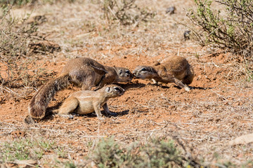 Ground Squirrels Playing © Cathy Withers-Clarke