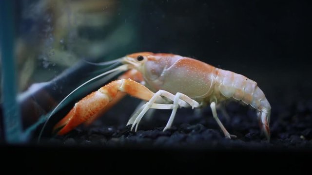 Close up of crayfish in fish tank.