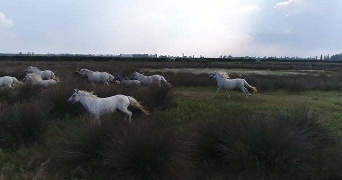 Drone shot of white wild horses running free. Slow motion.
