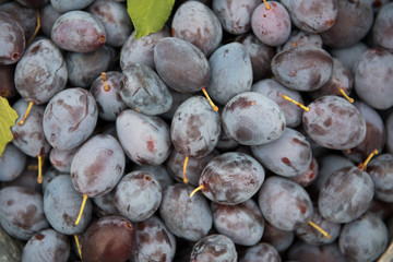 Close up of purple and blue plum fruit. Plums as background.