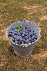 Plum fruit inside old metal bucket. Harvest. 