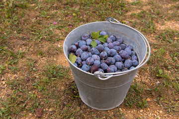 Plum fruit inside old metal bucket. Harvest. 