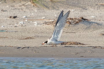 Seeschwalbe mit fisch