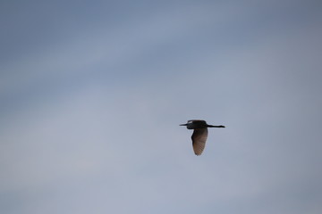 Vol d'aigrette