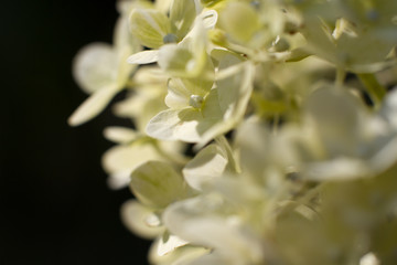 Grüne Ballhortensie