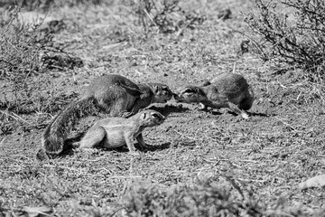 Ground Squirrels Playing © Cathy Withers-Clarke