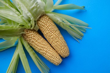 Two Sweetcorn on Bright Blue Background