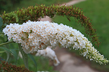 summer riot of flowers