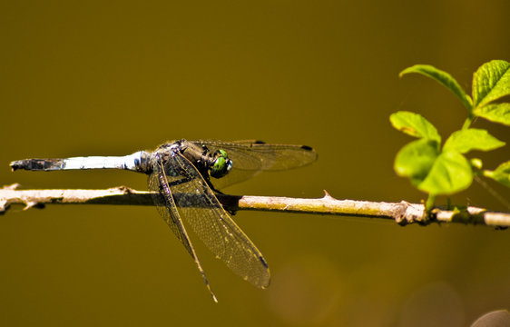 Zygoptera posada en una rama