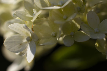 Grüne Ballhortensie