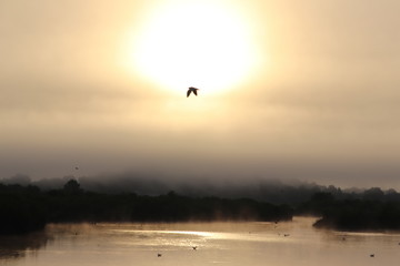 coucher de soleil avec des oiseaux