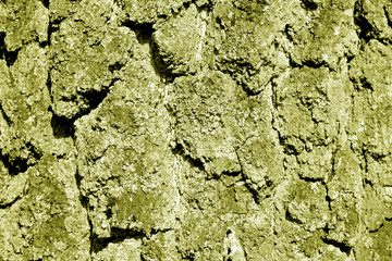 Birch tree bark texture in yellow tone.