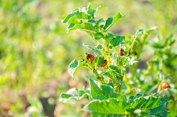 The Colorado potato beetles (Leptinotarsa decemlineata) on a close-up of potatoes. insect pests, farmer's enemy, damage to the crop, threat of crop destruction