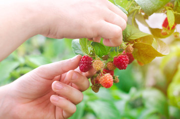 the farmer is harvesting fresh raspberries in the garden on a sunny day. summer berry. healthy food.