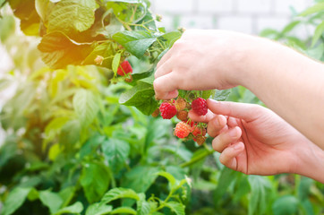 the farmer is harvesting fresh raspberries in the garden on a sunny day. summer berry. healthy food.