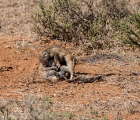 Ground Squirrels Playing © Cathy Withers-Clarke
