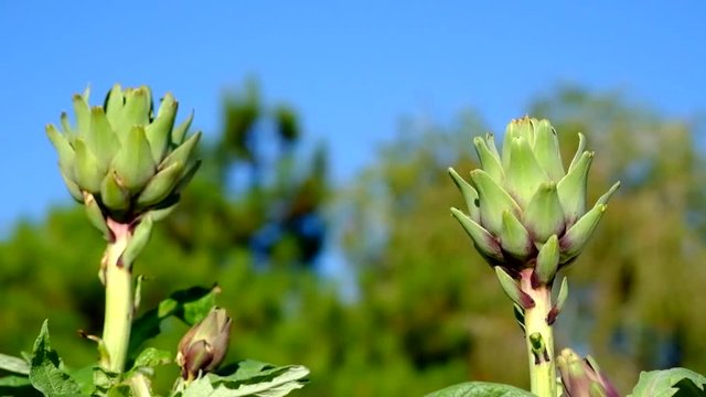 Freshly harvested artichoke in a garden. Royalty high-quality free stock video footage of fresh artichokes in garden with sunshine. Artichokes vegetables for a healthy diet