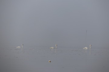 Cygnes sur le bassin d'arcachon