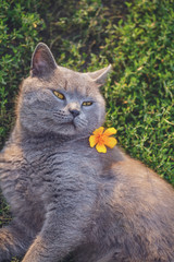 Cat of British breed close-up with yellow flower resting in the backyard