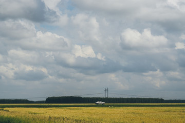 Fototapeta na wymiar Road in a wheat field