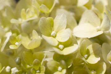 Grüne Ballhortensie