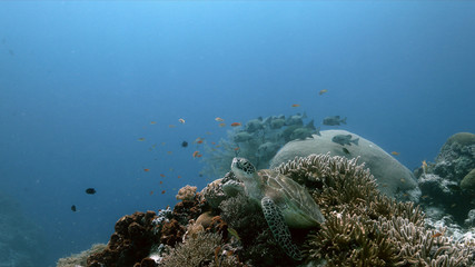 Naklejka na ściany i meble Green Sea Turtle on a colorful coral reef with plenty fish