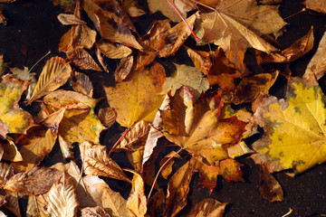 Pile of orange leaves in autumn.