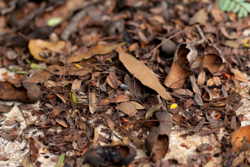 The ground full with dried tamarind leaves and pods.