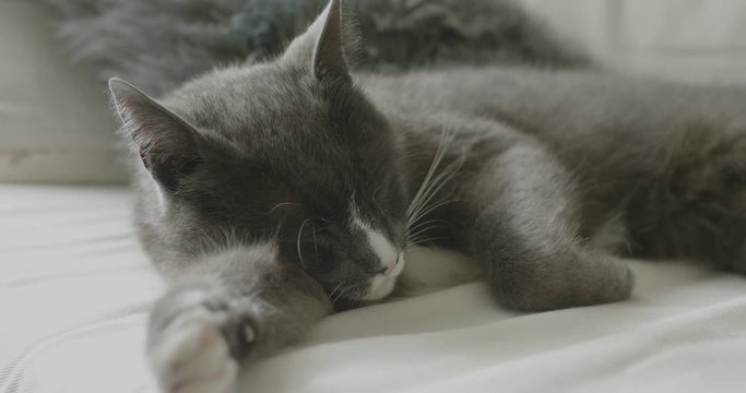 Close-up Shot Of A Grey Cat Sleeping On A White Couch.  Static, No Motion.