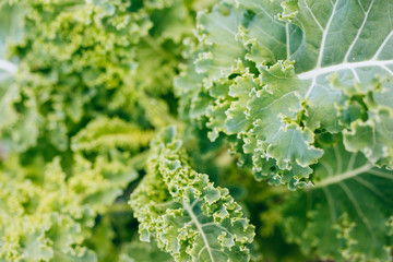 Growing green kale and in the vegetable garden