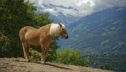 Haflinger Pferd vor Bergpanorama, von der Seite