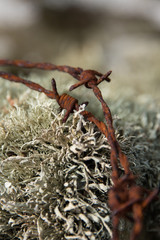 Barbed Wire and Lichen