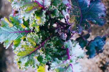 Growing purple kale and in the vegetable garden