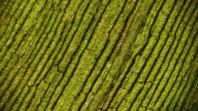 movement of chloroplasts with chlorophyll in a leaf of elodea under microscope 