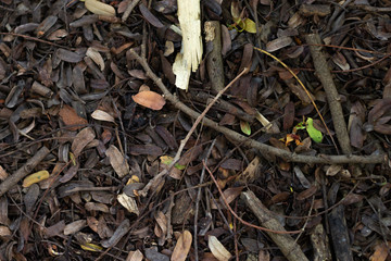 The ground full with dried tamarind leaves and pods.