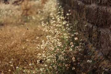 wildflowers against a fort