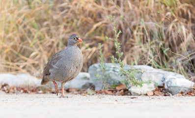 Red-billed francolin