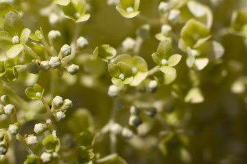 Grüne Ballhortensie