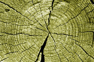 Old log cut macro in yellow tone.