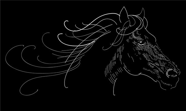 Black horse illustration. Horse drawing