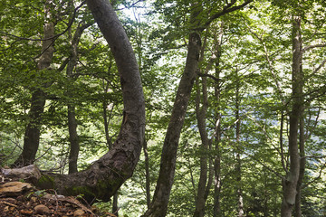 Ordesa national park in Spain