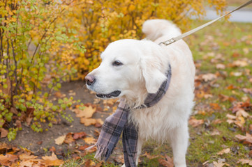 Portrait of adorable golden retriever with scarf on bright autumn day