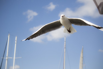 Seagull
